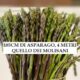 185cm di asparago, 4 metri quello dei molisani